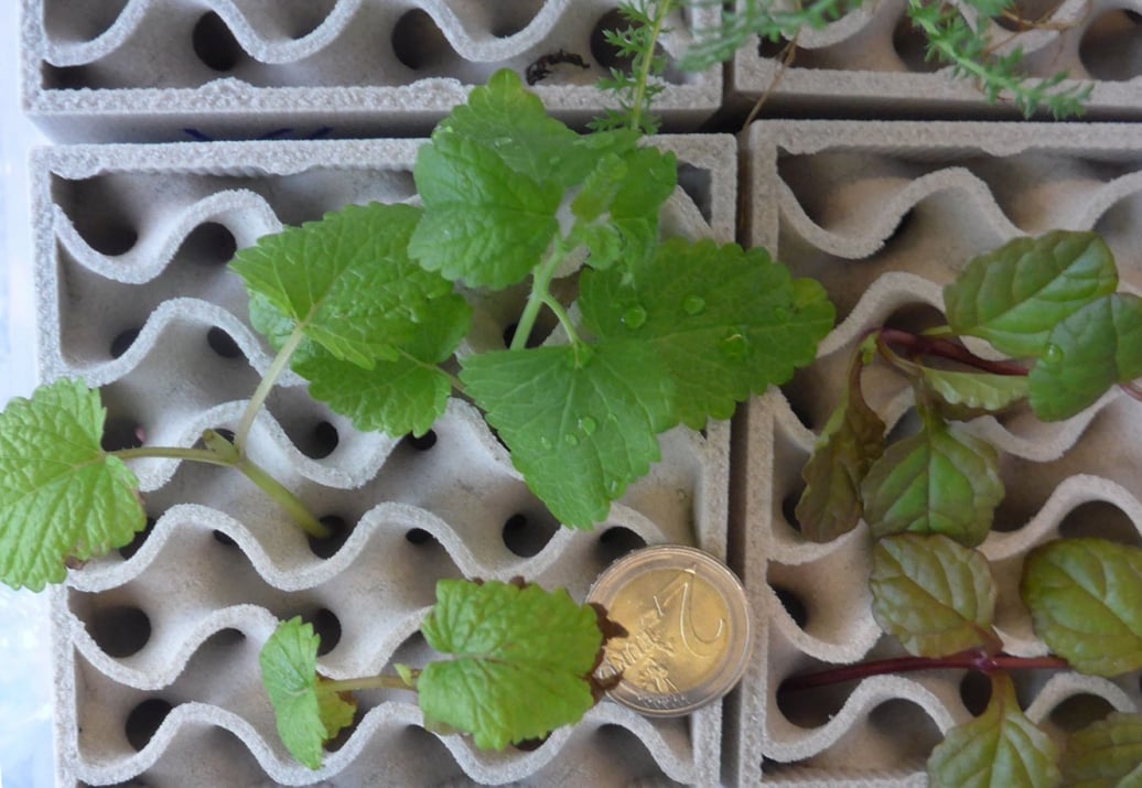 Entwicklung einer neuartigen Fassadenbegrünung mit kapillar selbstversorgendem Wasserreservoir und verbesserter Dämmwirkung.